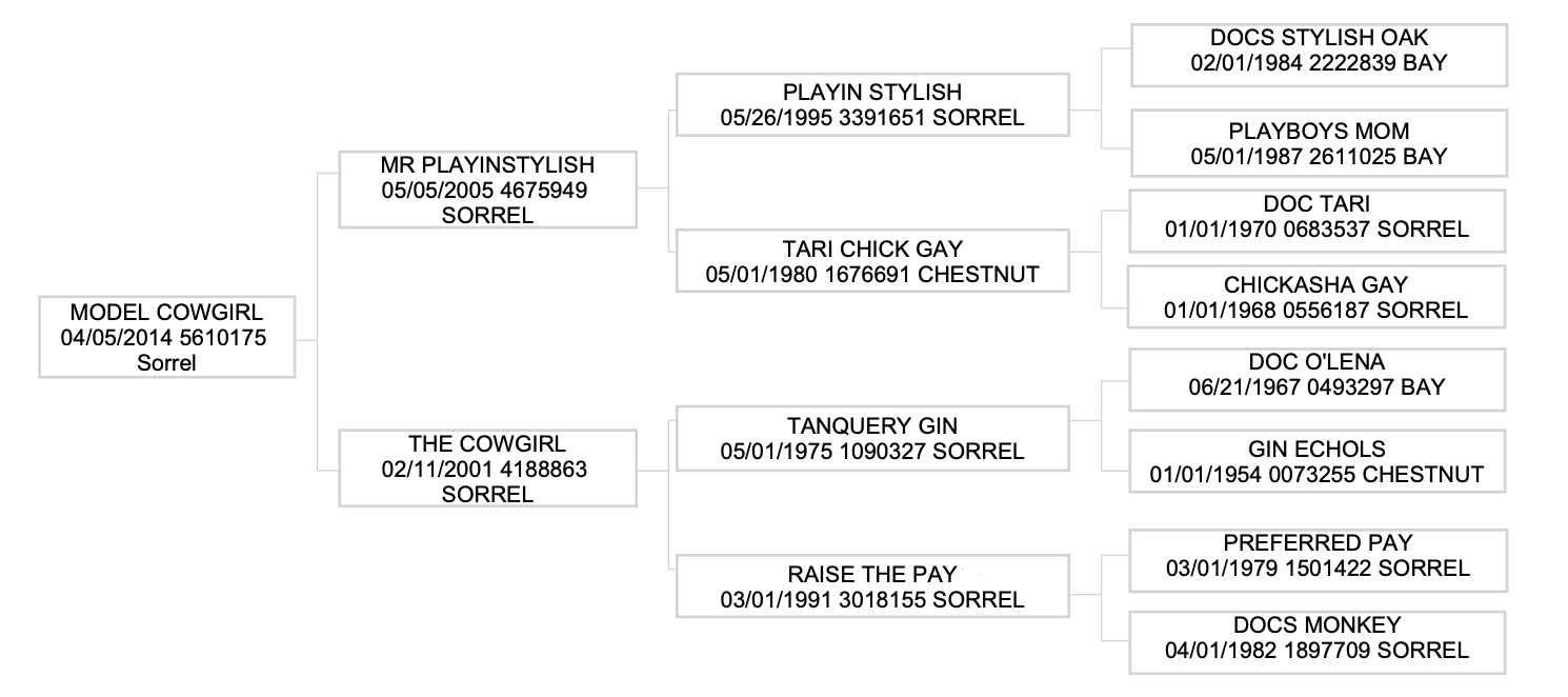 Pedigree chart for MODEL COWGIRL, a sorrel horse, showing ancestry through MR PLAYINSTYLISH and THE COWGIRL, with multiple generations of parent horses listed with birth dates and registration numbers
