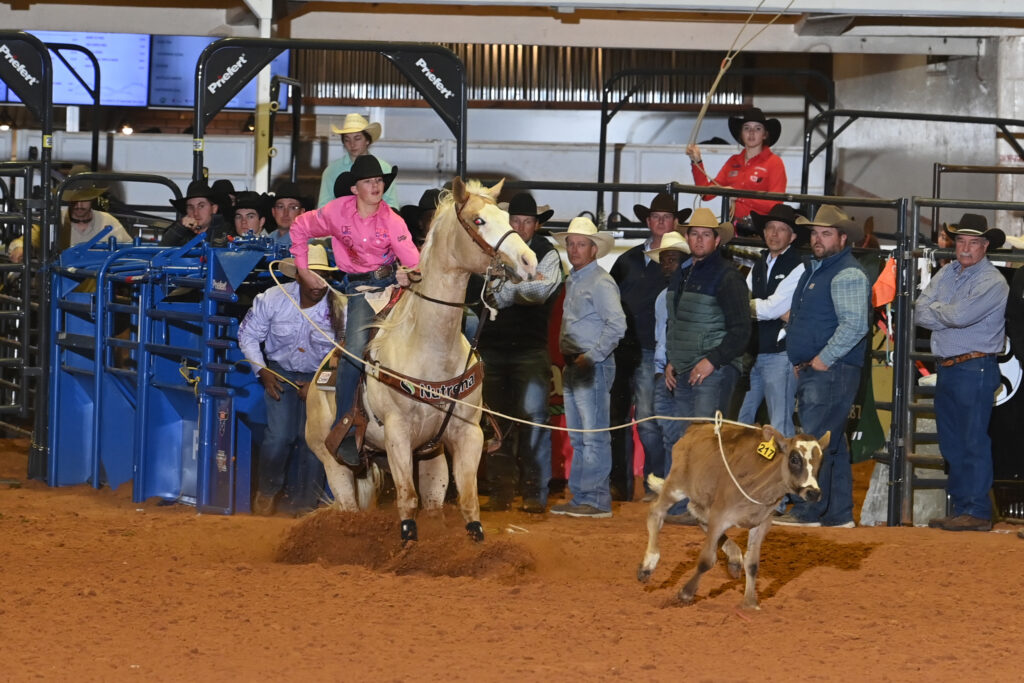 Cowboy in pink shirt on palomino horse roping steer during indoor rodeo event with spectators and handlers lining arena