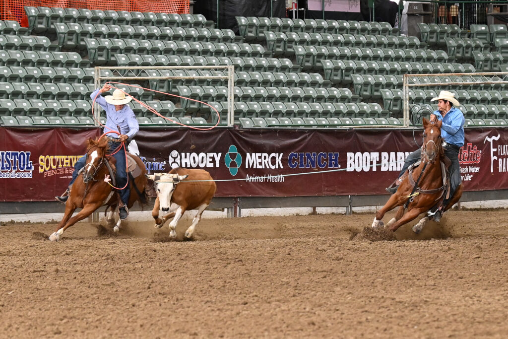 Two cowboys on horseback rope a steer during a rodeo event at a stadium with empty bleachers in the background