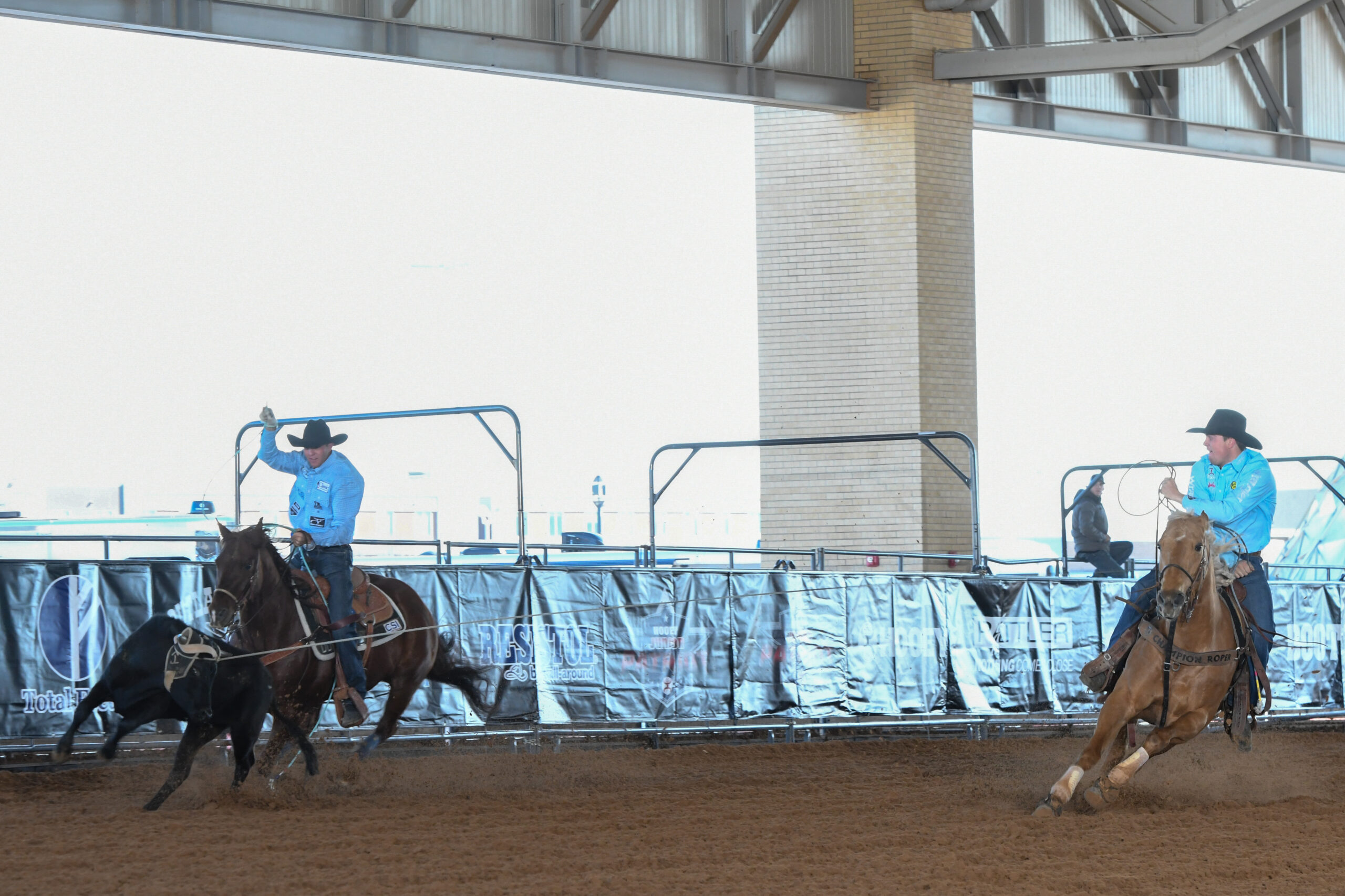 Steer roper on black horse chases steer while another cowboy on brown horse waits at arena gate during rodeo event