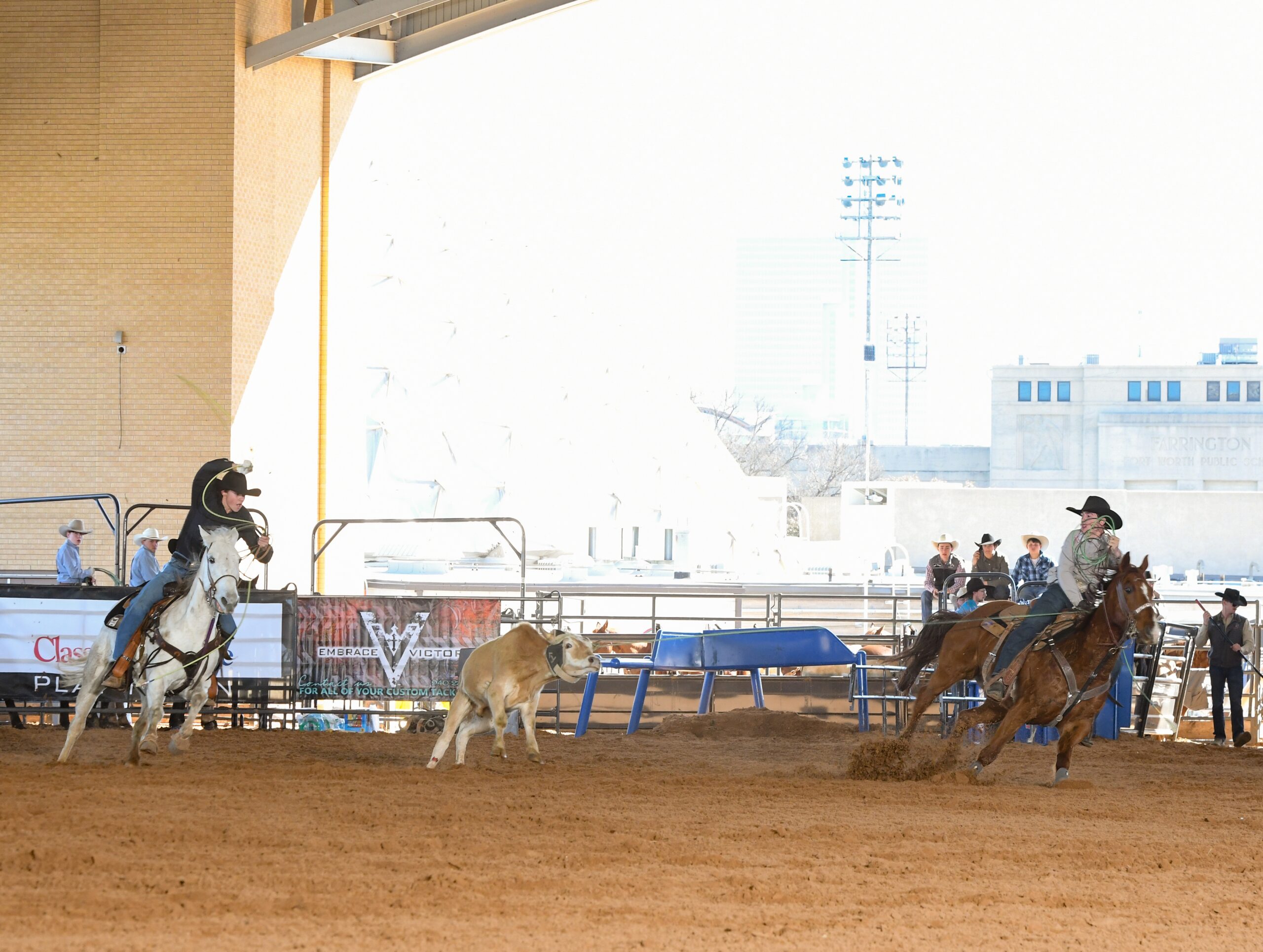 Steer roping competitor on white horse charges toward steer in arena with urban backdrop and spectators watching from bleachers