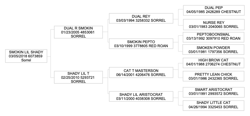 Pedigree chart displaying bloodline information for Smokin Lil Shady, a sorrel horse, with ancestors' names, birth dates, and registration numbers branching upward